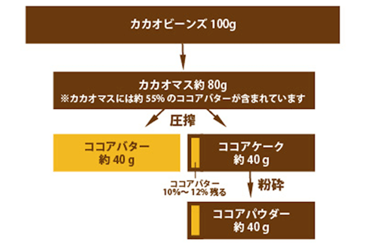 カカオビーンズの構成